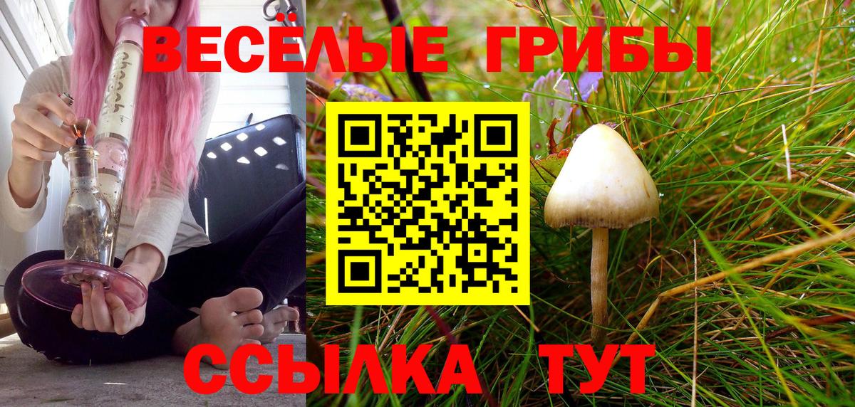 Галлюциногенные грибы Psilocybe Светлоград